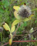 Trifolium diffusum