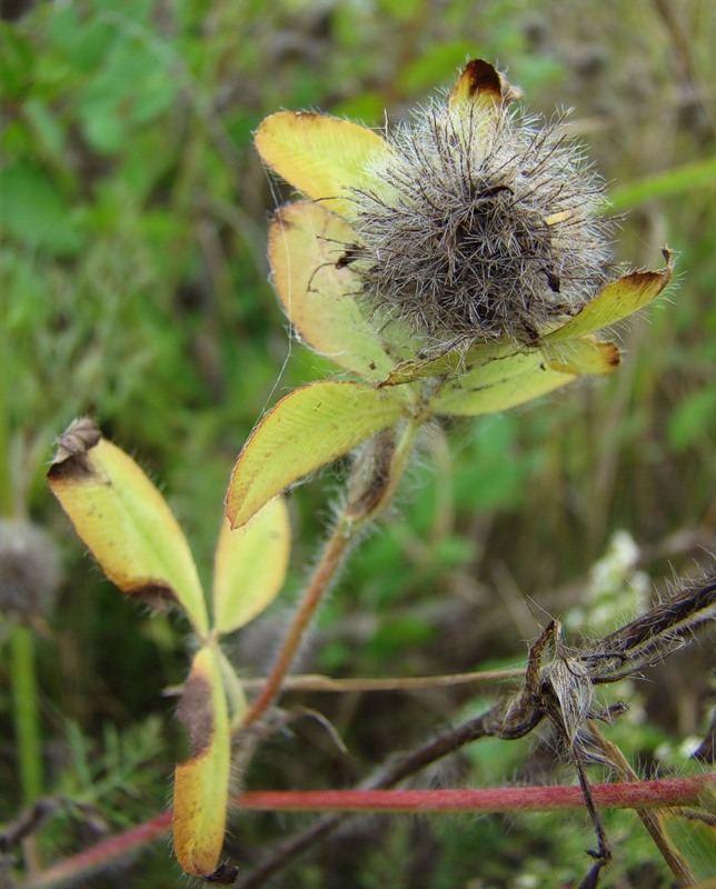 Изображение особи Trifolium diffusum.