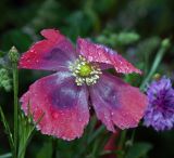 Papaver somniferum