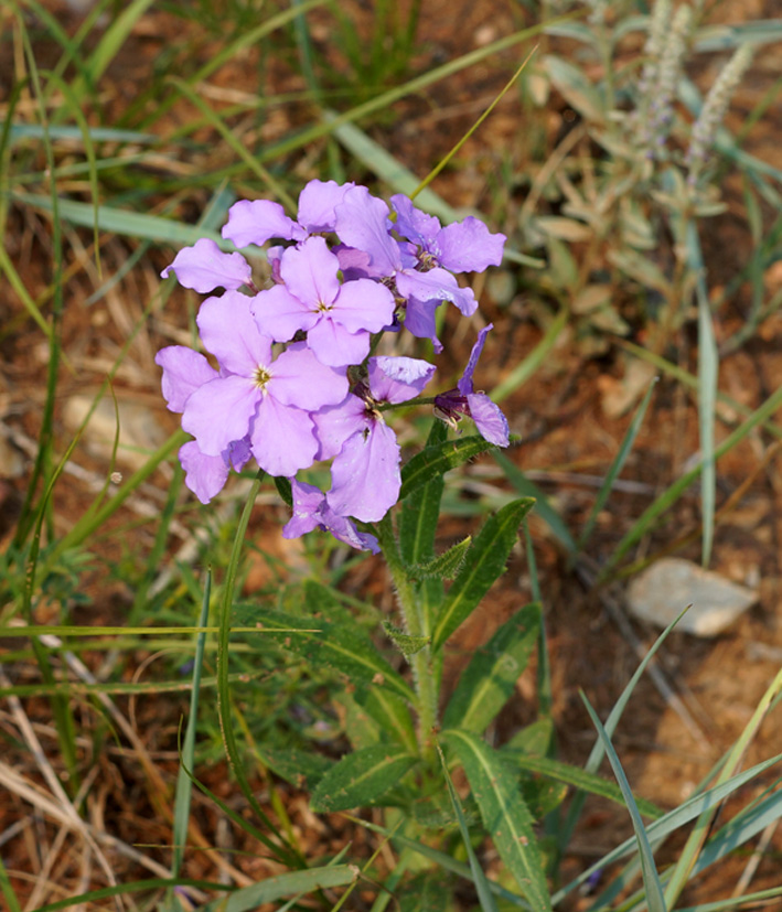 Image of Clausia aprica specimen.