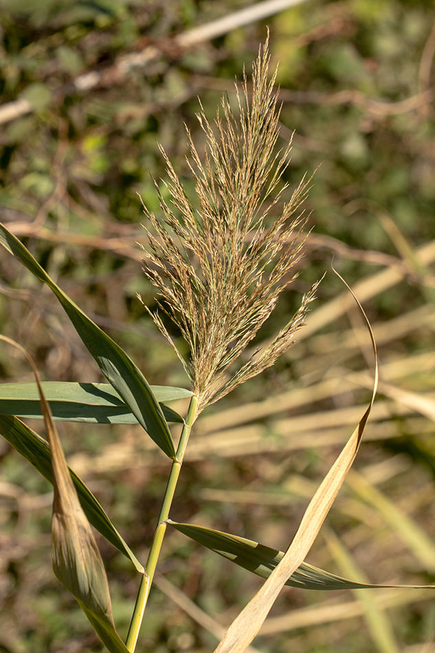 Изображение особи Phragmites australis.