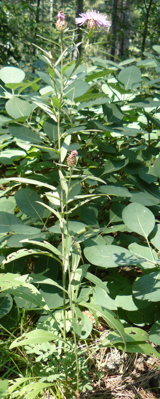 Image of Centaurea jacea ssp. substituta specimen.