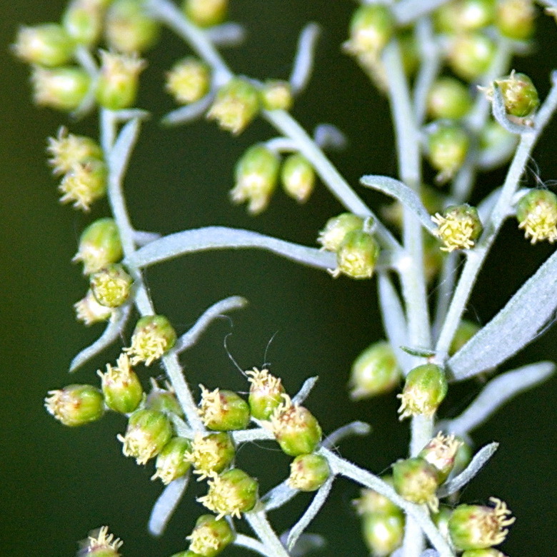 Image of Artemisia glauca specimen.