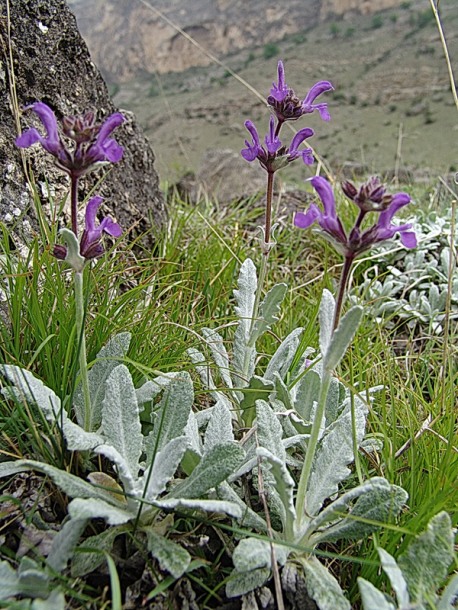 Изображение особи Salvia canescens.