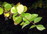 Cotoneaster lucidus. Ветвь со зрелыми плодами. Томск, парк \"Университетская роща\". 23.09.2009.