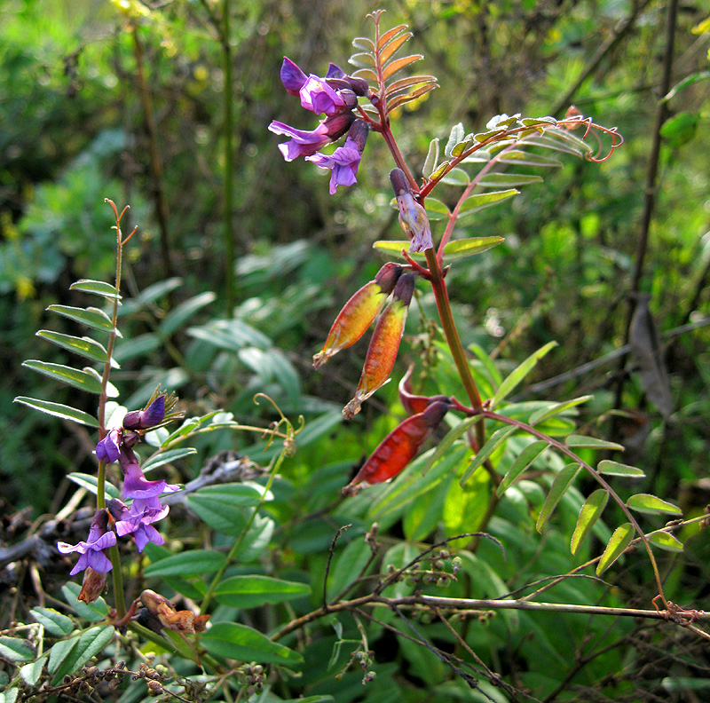 Image of Vicia sepium specimen.