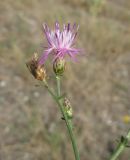 Centaurea caprina