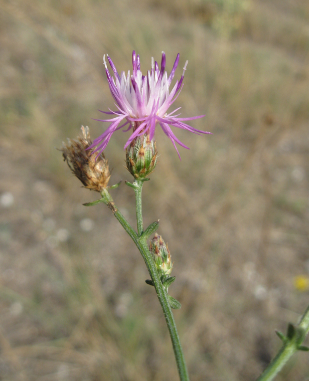 Image of Centaurea caprina specimen.