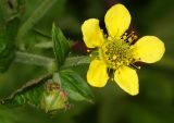 Geum macrophyllum