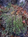 Cruciata taurica