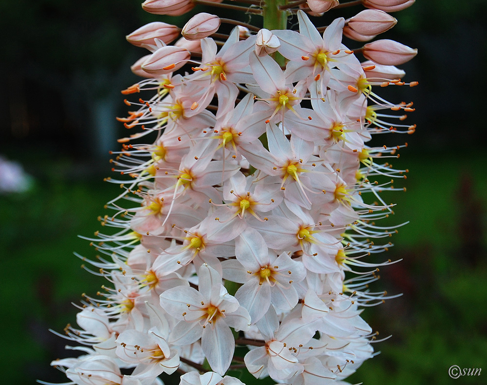 Image of Eremurus robustus specimen.