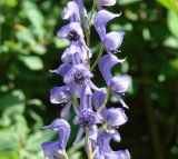 Aconitum baicalense. Часть соцветия. Иркутская обл., Иркутский р-н, долина р. Иркут, 2 км западнее с. Максимовщина. 09.08.2014.