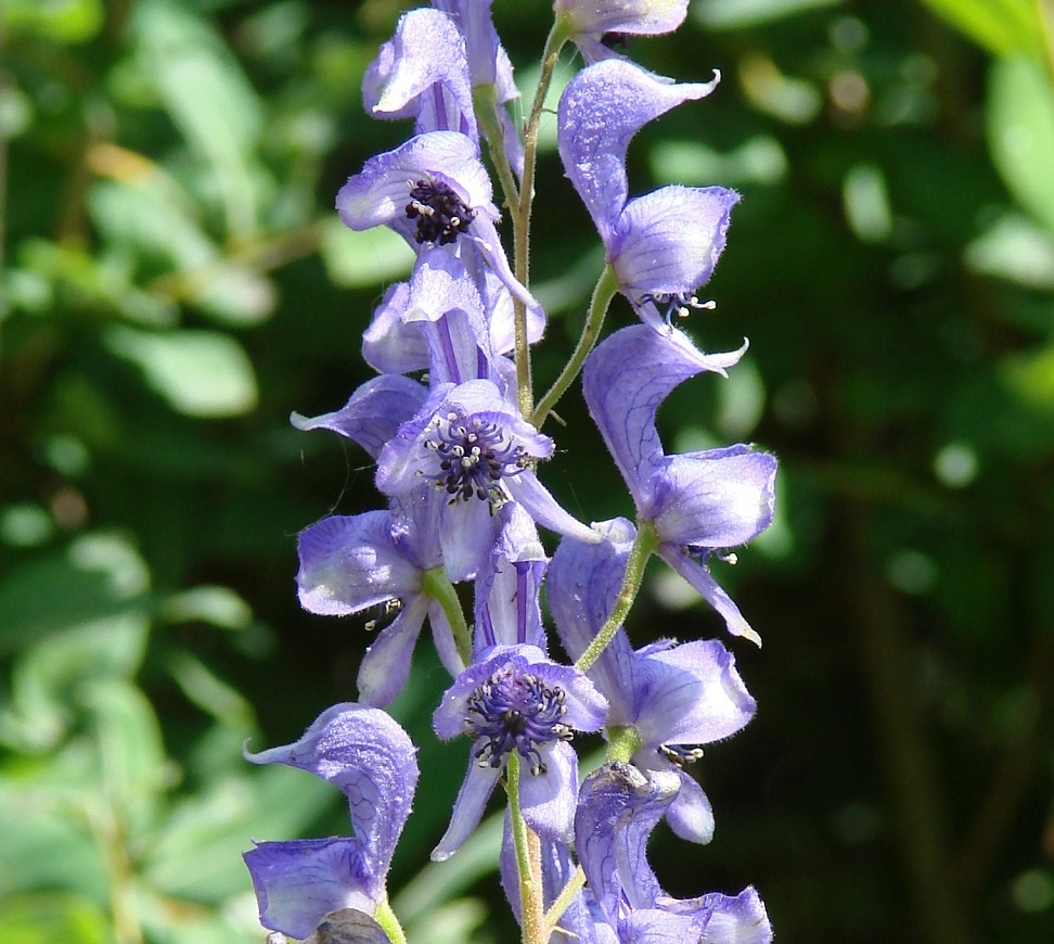 Изображение особи Aconitum baicalense.