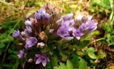 Gentianella biebersteinii