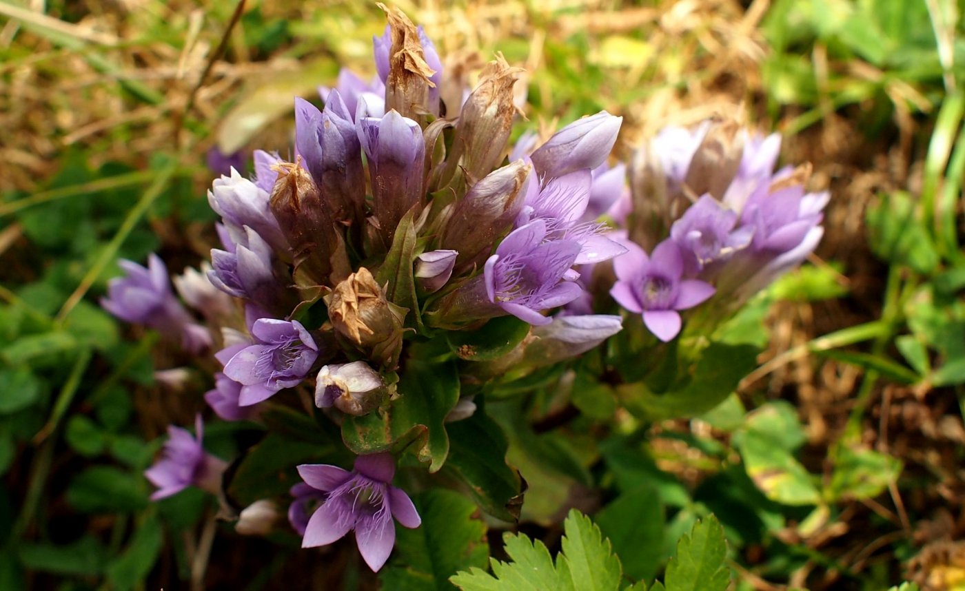 Image of Gentianella biebersteinii specimen.