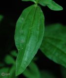 Image of taxon representative. Author is Сергей Наумов