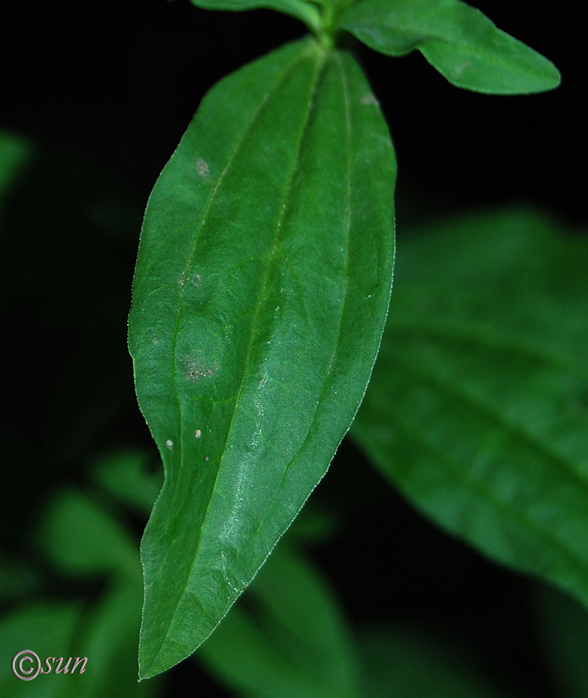 Image of Saponaria officinalis specimen.