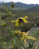 Clematis glauca