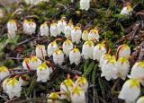 Cassiope lycopodioides