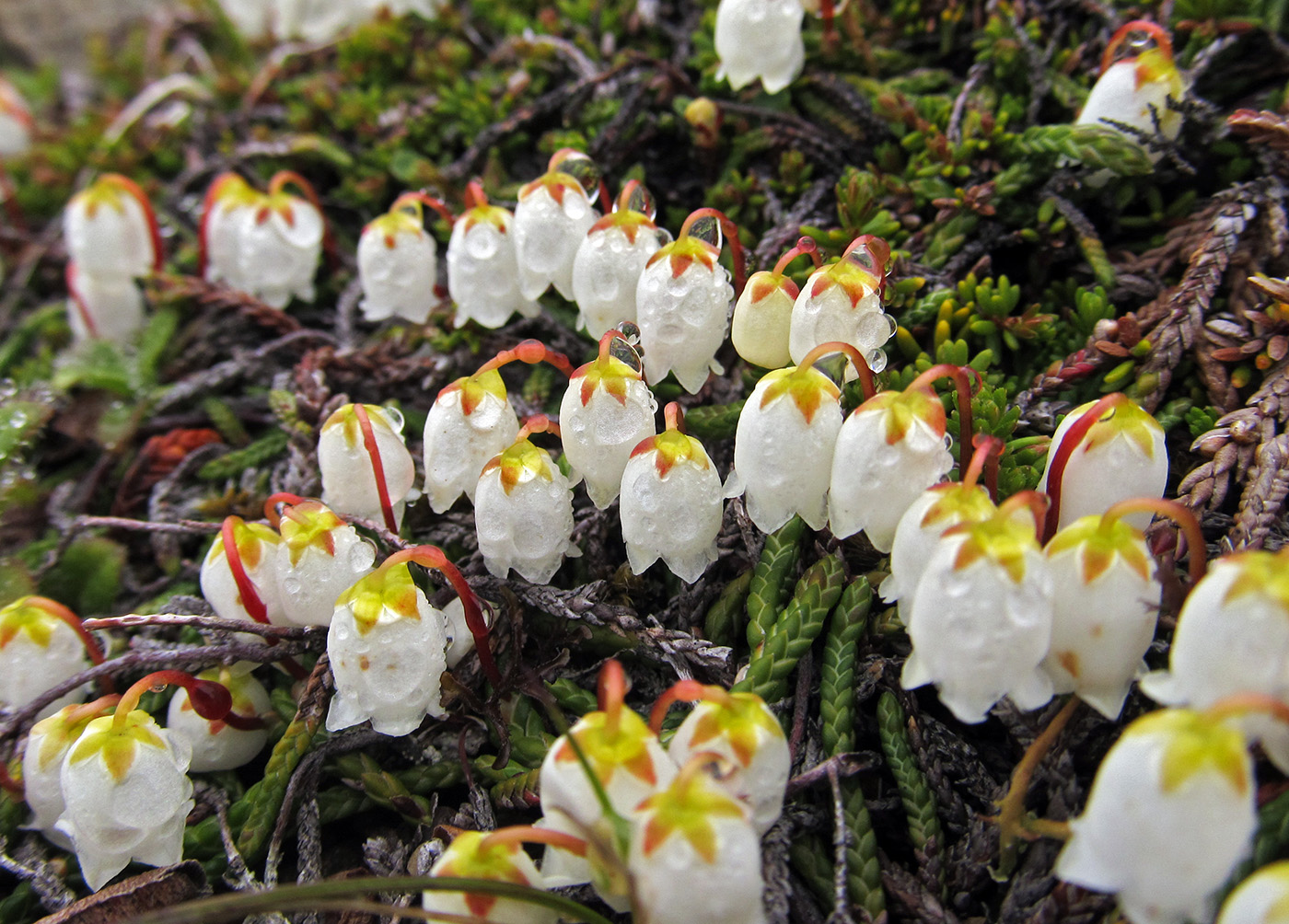 Image of Cassiope lycopodioides specimen.