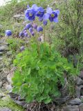 Aquilegia glandulosa. Цветущее растение. Восточный Казахстан, Южный Алтай, хр. Сарымсакты, пер. Бурхат, ≈ 2200 м н.у.м. 21 июня 2015 г.