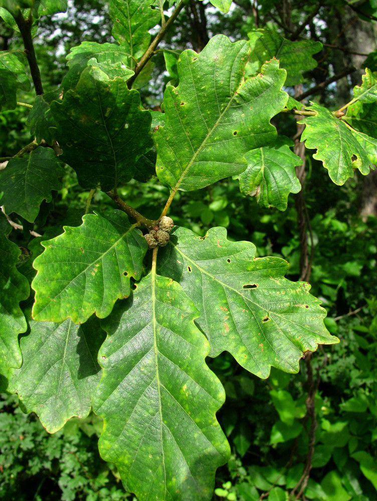 Изображение особи Quercus petraea.