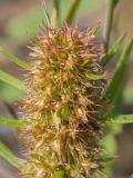 Rumex maritimus