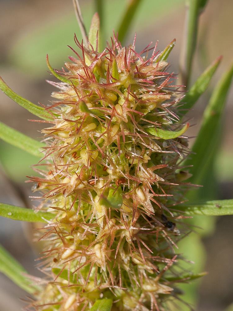 Image of Rumex maritimus specimen.