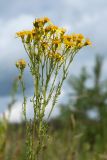 Senecio jacobaea