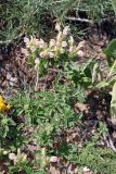 Scutellaria adsurgens