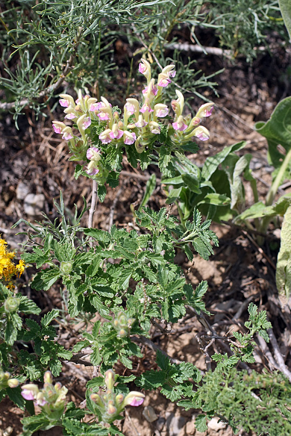 Изображение особи Scutellaria adsurgens.