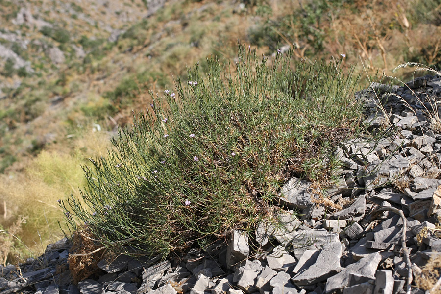 Image of Acantholimon alberti specimen.