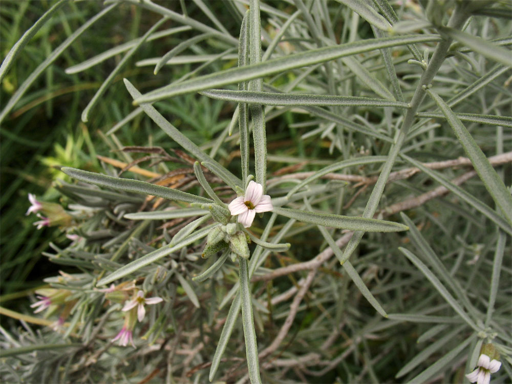 Image of Parolinia ornata specimen.