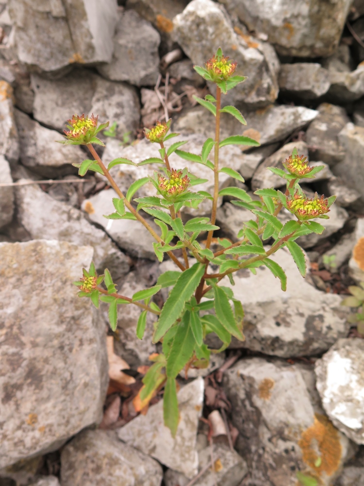 Image of Aizopsis &times; pilosa specimen.