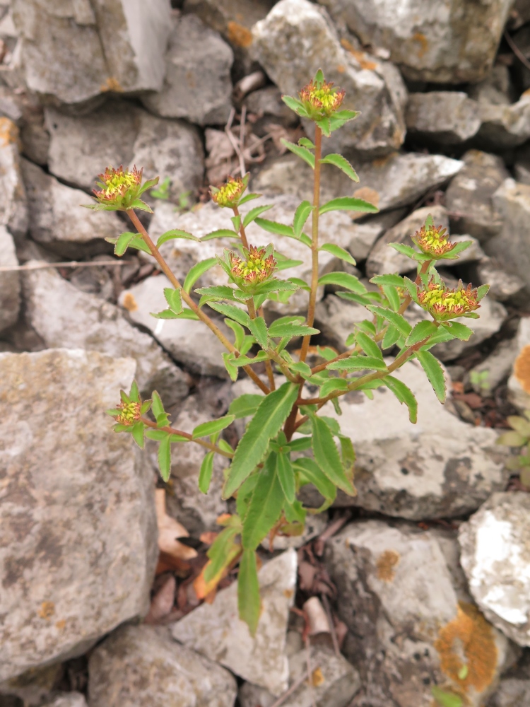 Изображение особи Aizopsis &times; pilosa.