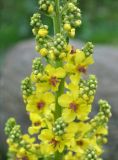 Verbascum laxum. Часть соцветия. Карачаево-Черкесия, окр. пос. Архыз, хребет Абишира-Ахуба, берег ручья (выс. около 1500 м н.у.м.). 16.06.2015.