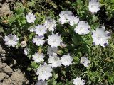 Nemophila maculata. Цветущее растение. Томск, Экспериментальный участок Сибирского ботанического сада. 07.08.2008.