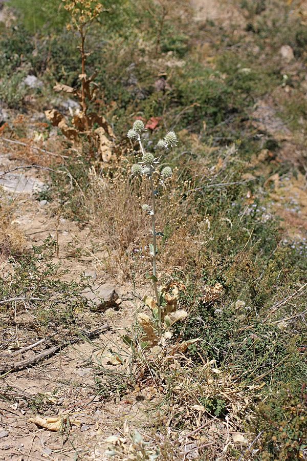 Image of Eryngium macrocalyx specimen.