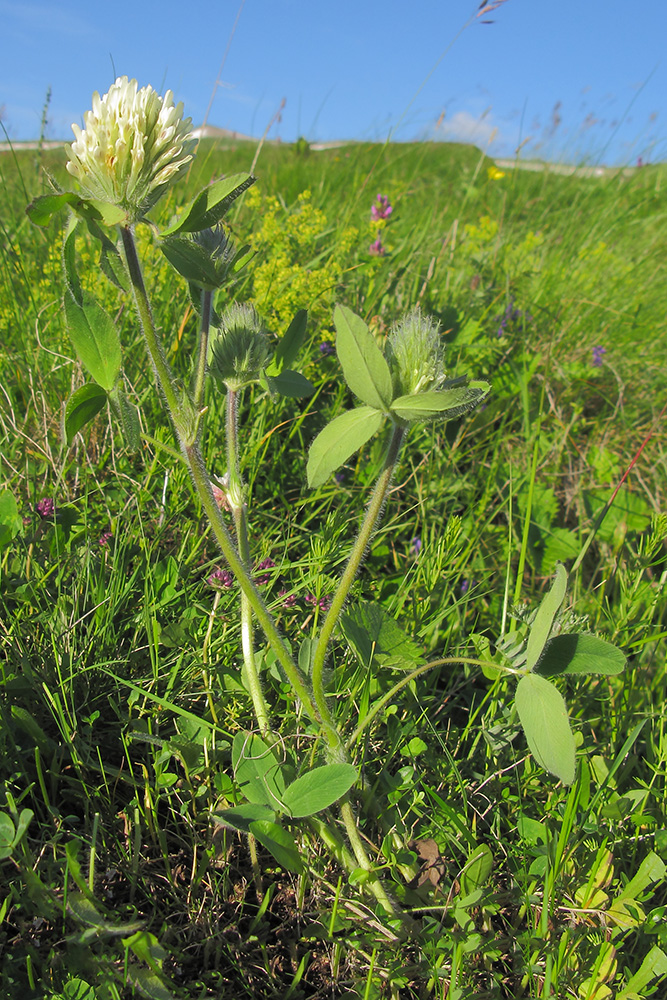 Image of Trifolium trichocephalum specimen.