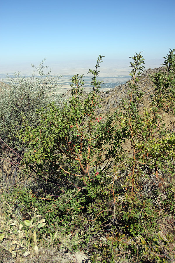 Image of Malus sieversii specimen.