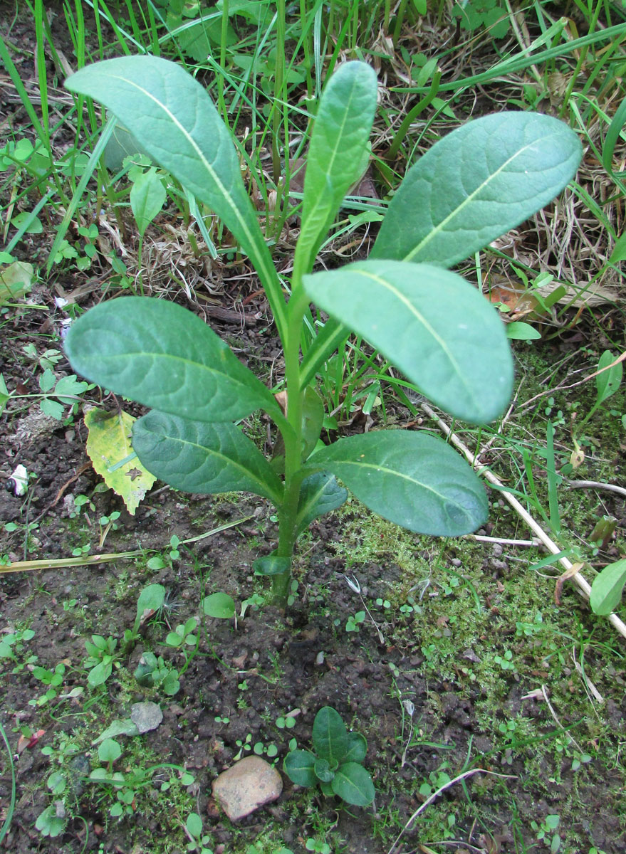 Изображение особи Mandragora caulescens.