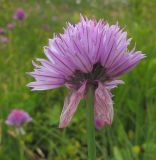 Allium schoenoprasum. Верхушка побега с соцветием. Адыгея, Кавказский биосферный заповедник, гора Гузерипль, ≈ 1900 м н.у.м., субальпийский луг на склоне горы. 26.07.2015.