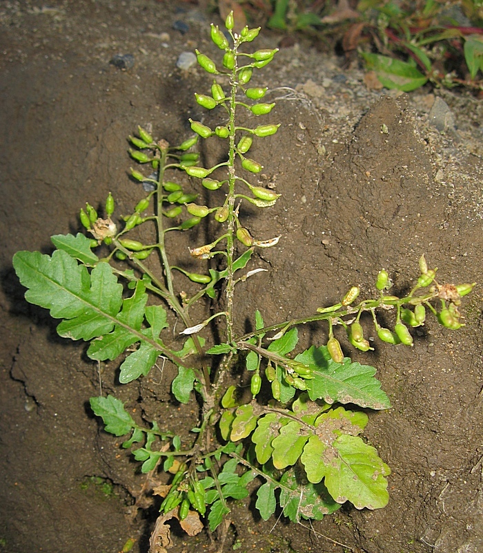 Изображение особи Rorippa palustris.