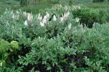 genus Salix