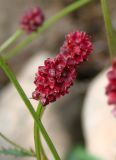 Sanguisorba officinalis