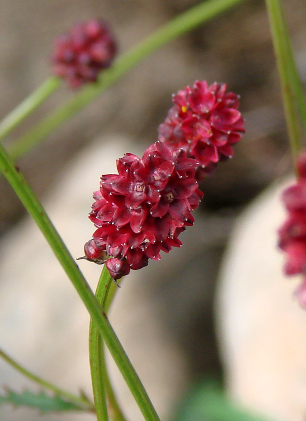 Изображение особи Sanguisorba officinalis.