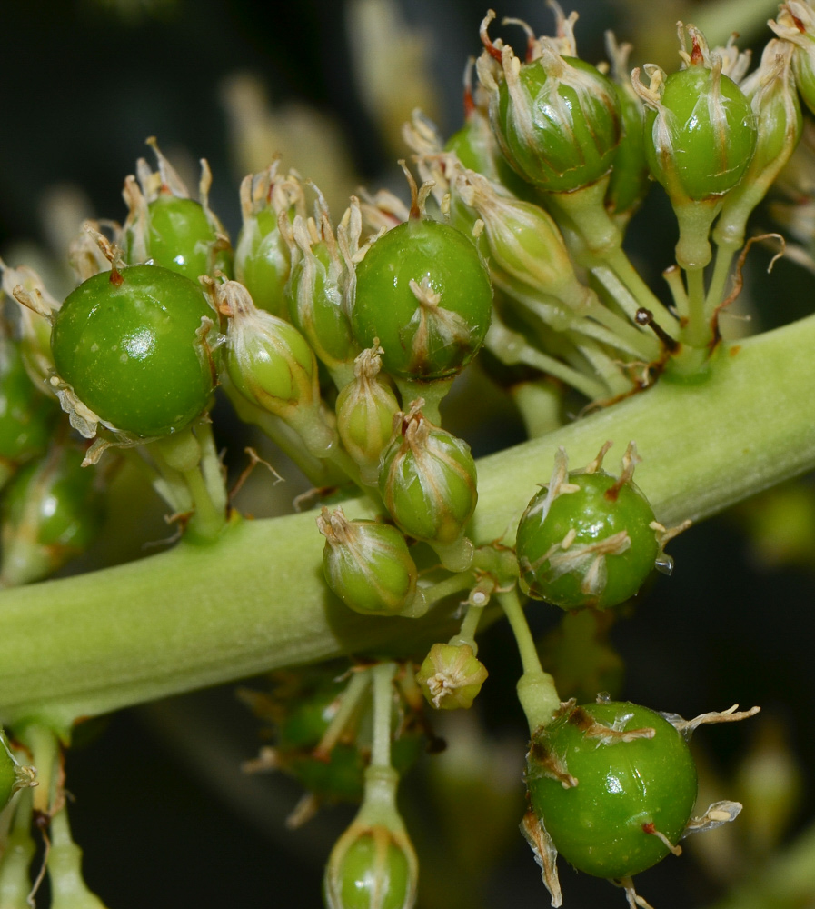 Изображение особи Dracaena draco.