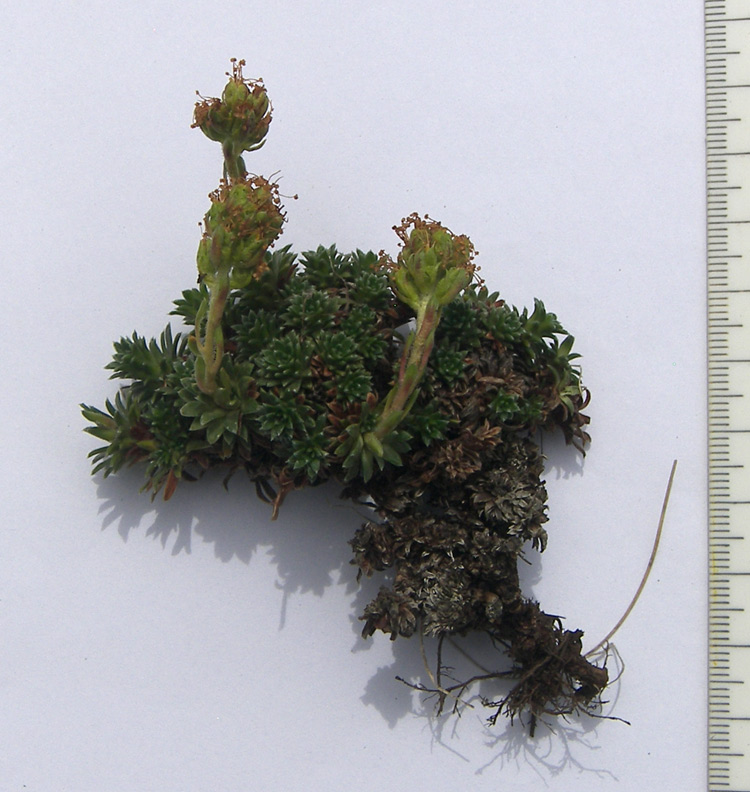 Image of Saxifraga caucasica specimen.