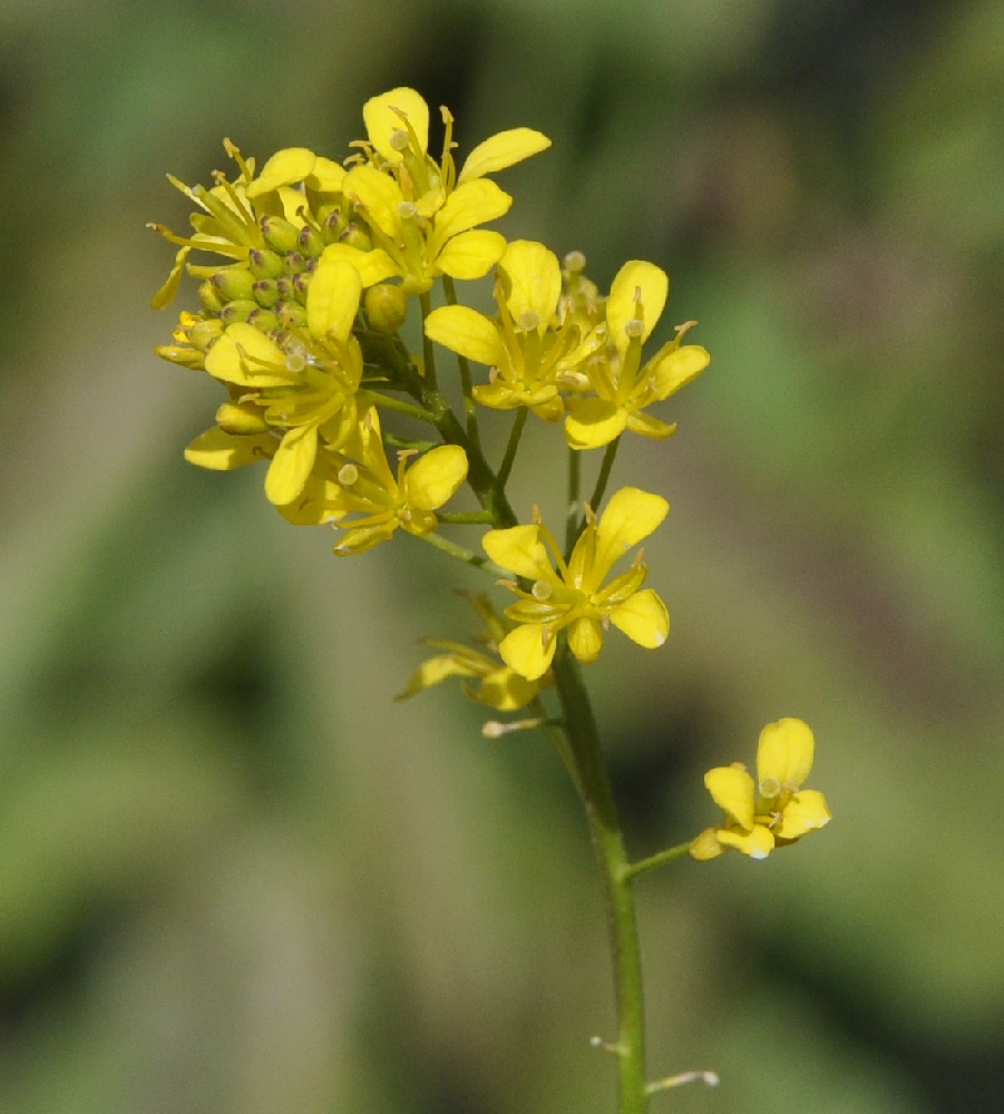 Image of genus Rorippa specimen.