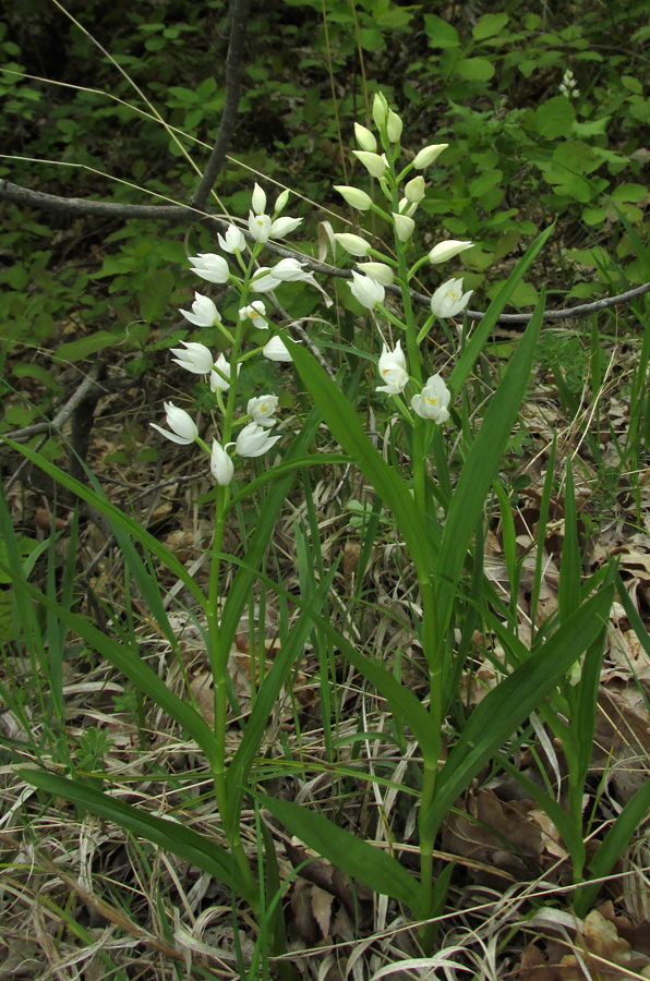 Изображение особи Cephalanthera longifolia.